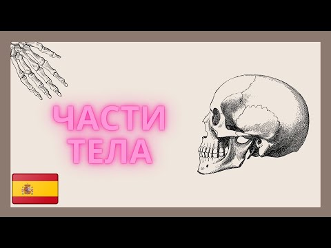 Видео: Части тела на испанском/ 55 слов за 15 минут.