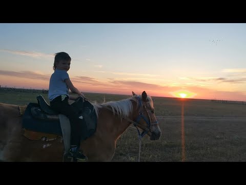 Видео: В Калмыкию на машине. 2 часть. День в степи.