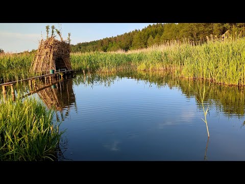 Видео: Что нового на болотном пруду?