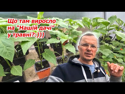 Видео: Огляд розсадника з розсадою- що там та як. Корисні поради.