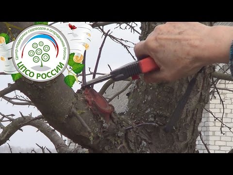 Видео: Обрезка яблони. Прореживание взрослой яблони.