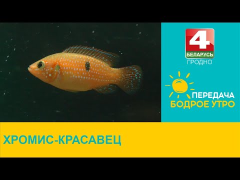 Видео: Бодрое утро. Хвостатые. Хромис-красавец. 18.08.2022