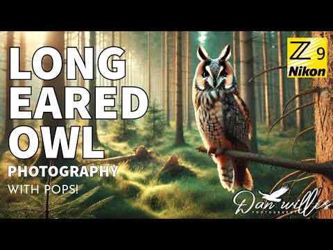 Видео: Фотография ушастой совы с Попсом.