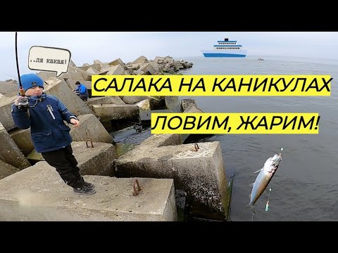 Видео: БАЛТИЙСК. САЛАКА НА КАНИКУЛАХ