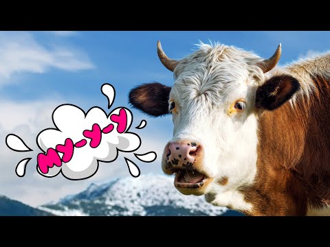 Видео: Туба дуба дуба Весёлая корова танцует и поёт Мычание коровы для детей