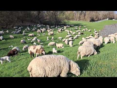 Видео: Пастух и овцы. Весна в Германии.