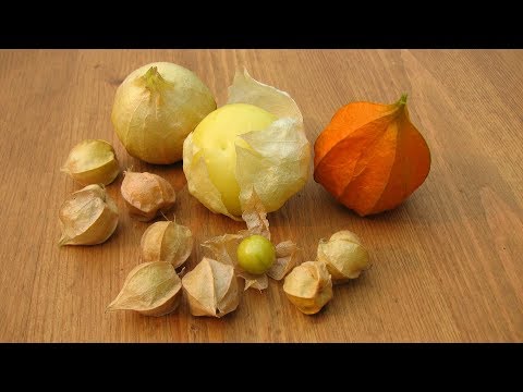 Видео: Обязательно посадите! Физалис – вкусный и очень полезный!