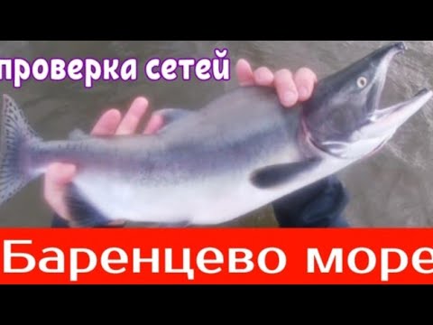 Видео: Рыбалка сетями на Барецевом море.