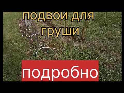 Видео: Подвой для груши, подробно.