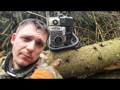 Видео: Валка леса 🌲🪓 // Продолжаем тестировать обновленную бензопилу ZimAni MS361 PRO