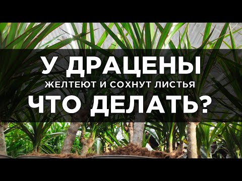 Видео: Желтеют и сохнут листья у драцены. Что делать?
