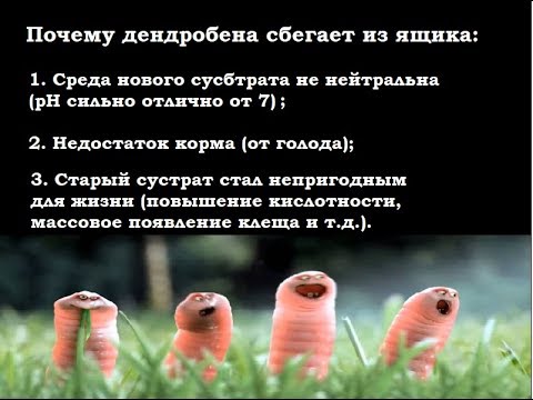 Видео: Основные причины побега дендробены из ящиков. Ответы на вопросы подписчиков.