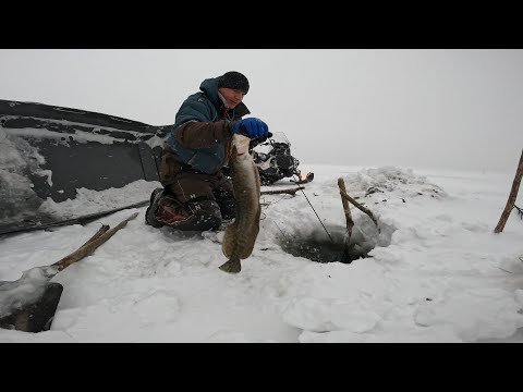 Видео: НАЛОВИЛ ЖИВЦА С ЗАПАСОМ | ПРОВЕРКА ПЕРЕМЕТА 15.11.2025