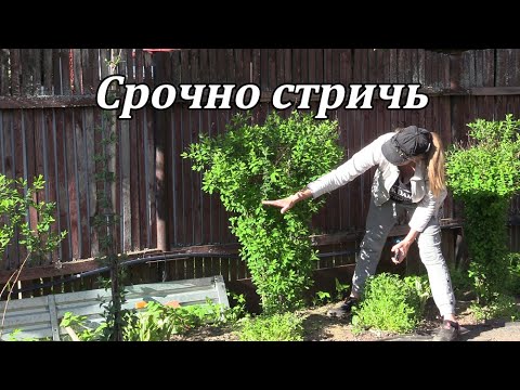 Видео: Как с помощью обрезки сформировать красивую форму куста на примере спиреи иволистной