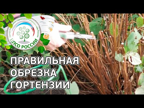 Видео: Обрезка гортензии осенью. Правильная обрезка древовидной гортензии.