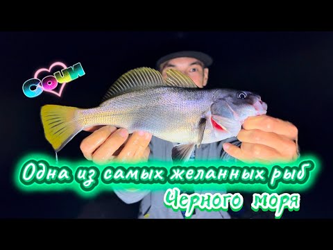 Видео: ХИЩНИК Чёрного моря атакует у камней! Рыбалка в Сочи #fishing #рыбалка #sochi #сочи #seafishing