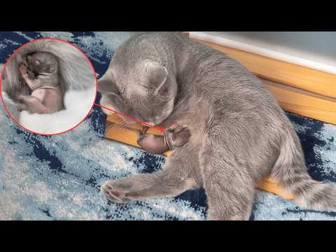 Видео: После спасения осиротевшей белки и возвращения домой кошка без колебаний её приняла.