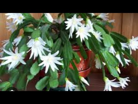 Видео: Гулларга табиий озукалар.