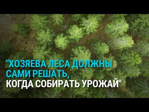 Видео: Леса – природное богатство или сырьевой ресурс? В Латвии спорят о снижении возраста вырубки деревьев