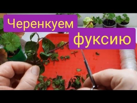 Видео: Черенкование фуксии и посадка/грунт для черенков/