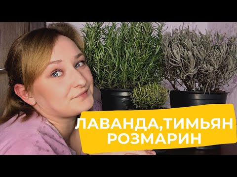 Видео: Всё о лаванде,тимьяне и розмарине.