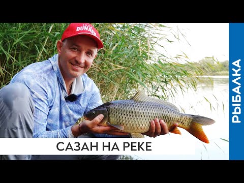 Видео: Дикий сазан на флэт фидер. Флэт на течении