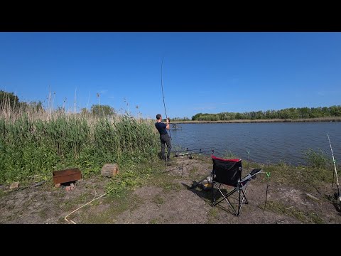Видео: Отличный клев КАРПА дикий Сазан, Амур. Шаурма на огне. Рыбалка с ночевкой!!!