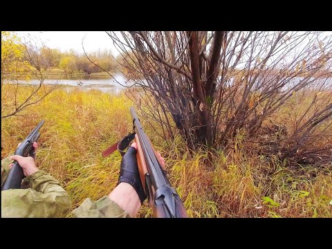 Видео: ВОТ ЭТО ВЫСТРЕЛЫ!!! С МЕСТА ВЗЯЛИ ЧЕТЫРЕ ШТУКИ! ОХОТА НА УТКУ С ПОДХОДА. ОСЕННЯЯ ОХОТА В ТАЙГЕ КОМИ.