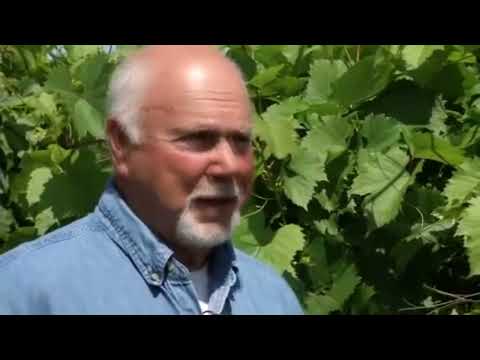 Видео: От - 40 до + 40 Виноградники в Миннесоте (США)