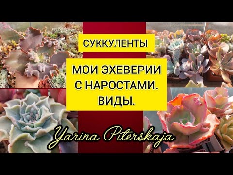 Видео: Суккуленты.  Мои эхеверии с наростами.