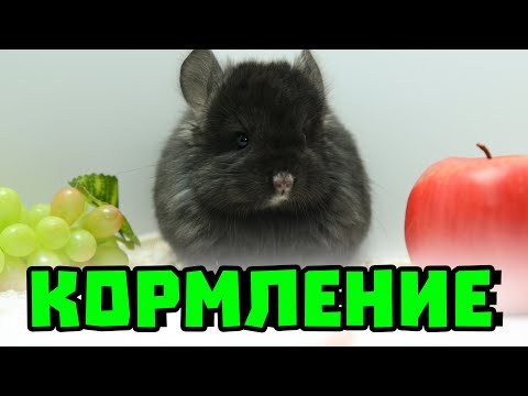 Видео: Как кормить шиншиллу? | Что нельзя давать шиншилле? | Добавки для шиншилл