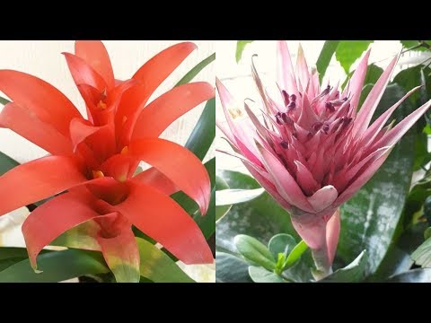 Видео: Гузмания Эхмея / Уход за Бромелиевыми в домашних условиях