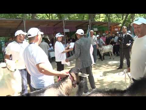 Видео: Бірінші халық аралық ешкілер фестивалі Қазақстан Шымкент 28.05.2023жыл