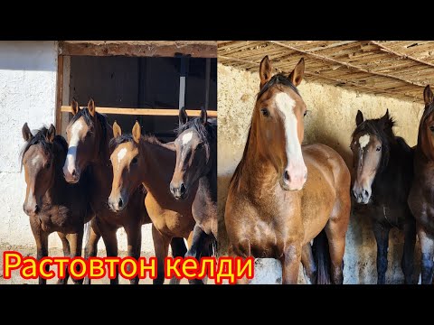 Видео: Тайлар сатылып кетти.