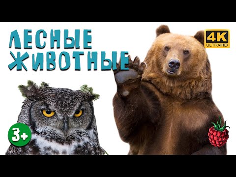 Видео: ЛЕСНЫЕ ЖИВОТНЫЕ для детей