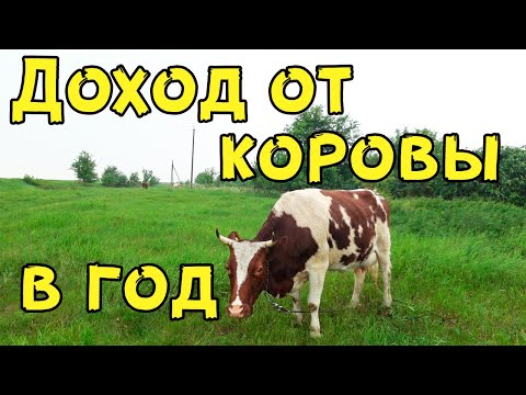 Видео: КАКОЙ ДОХОД ОТ ОДНОЙ КОРОВЫ ЗА ГОД? Коровы это выгодно!