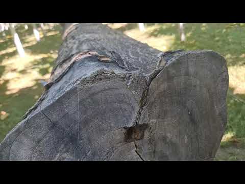 Видео: Что случилось с Павловнией на Иссык-Куле 2 г? @paulownia.energy