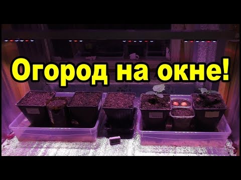 Видео: Огород на подоконнике зимой! Лучшие фитолампы для растений!