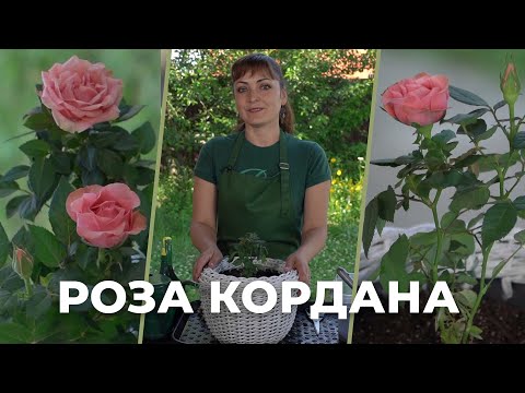 Видео: «Зеленее будет». Роза Кордана