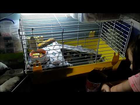 Видео: А вот и мой питомец о котором я мечтала.СКИННИ-БАФИК