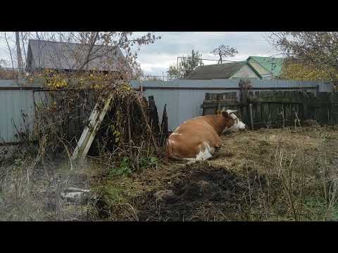Видео: Наши новости 