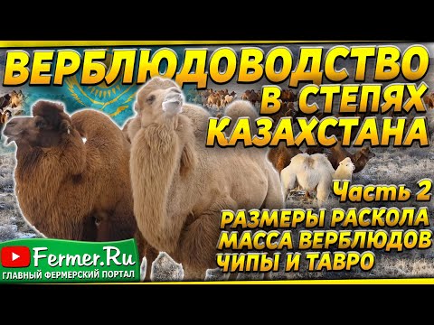 Видео: Как 2000 верблюдов прогоняют через раскол. Самки по 800 кг. Размеры раскола. Бонитировка верблюдов.