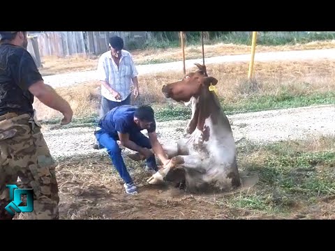 Видео: Снято Случайно, Но Взорвало Интернет! Удивительные Моменты с Животными!