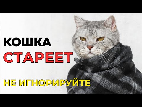 Видео: КАК ПОНЯТЬ, что КОШКА СТАРЕЕТ. Не игнорируйте эти признаки