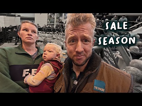 Видео: Мы пробуем еще раз и в итоге получаем еще ягнят!