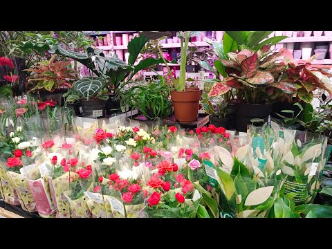 Видео: 🌿🌷ЛЕРУА МЕРЛЕН☕НАШИ ЛЮБИМЫЕ ЦВЕТОЧКИ🌿ОБЗОР