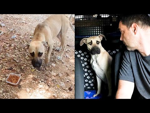 Видео: Собаку бросили в лесу с коробкой макарон. История собаки по имени Ринго.