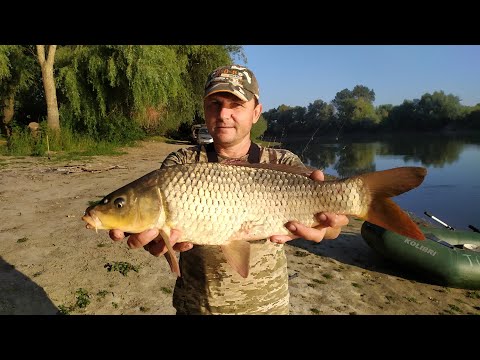 Видео: Убойная рыбалка . Макуха в деле. Ловля карпа Как поймать карпа