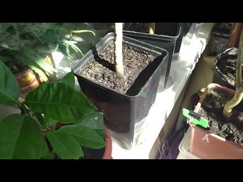 Видео: Питомник павловские лимоны 2