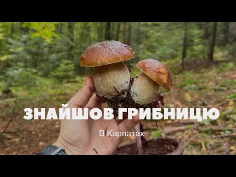 Видео: ІДЕАЛЬНІ білі гриби. СЕЗОН почався #boletus #funghi #pilze #mushroom #grzyby #гриби #outdoor #грибы